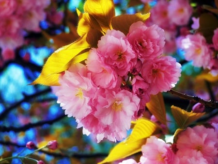 Fruit to Follow - pretty, sunlight, yellow, blue, blossom, pink, leaves, tree, sky