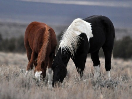 Horses - couple, walk, animal, wallpaper, grass, a horse