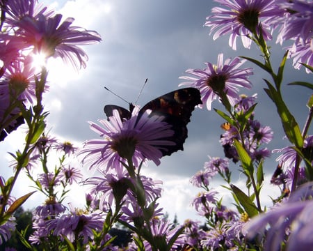 Ready for Take Off - sky, pretty, sun, peacock butterfly, lilac, daisies