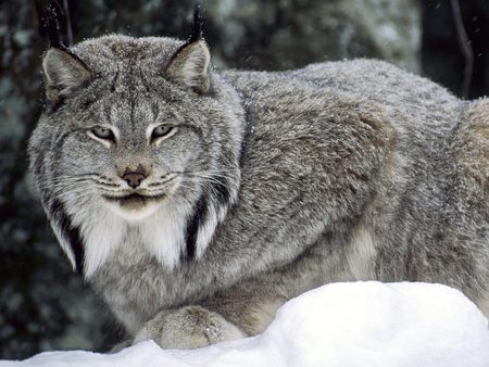 Watching - cat, wild, snow, beautiful, large, lynx