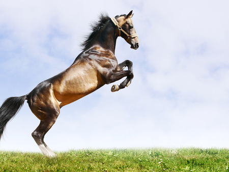 Horse - tail, sky, background, mane, animals, wallpaper, horse, muscle, reared, grass