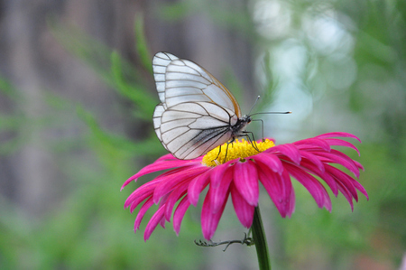 Cabbage butterfly - nature, butterfly, insect, summer, flower