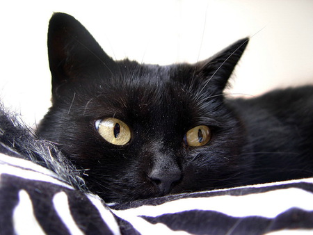 Black cat on striped sheet - sheet, cat, feline, animal, pet, sweet, black, kitten