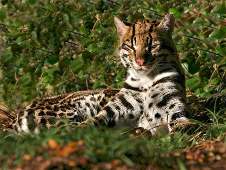 Wildcat - bigcat, cat, eyes, animal, wildcat, grass