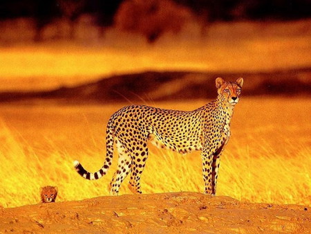 Cheetah at sunset - wildlife, cheetah, kitten, cat, feline, sunset