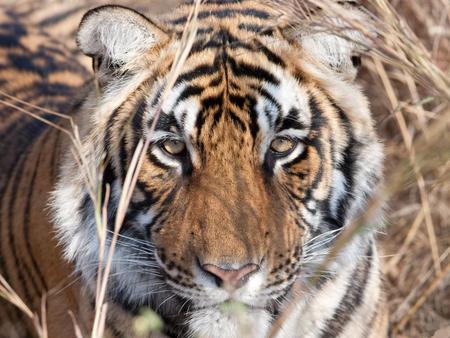 Serious-tiger - animal, serious, tiger, eyes