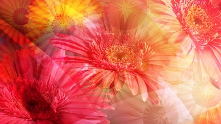 Layers of Summer - summer, firefox persona, flowers, daisies, layers, chrysanthemums, color