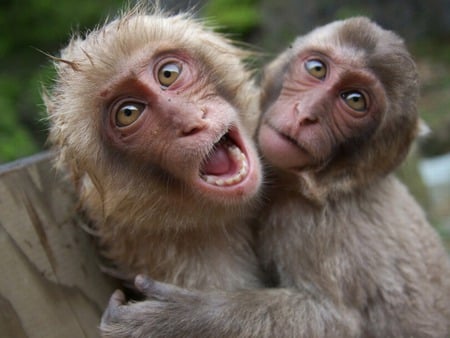 monkeys - monkeys, apes, primate, muzzle, wallpaper, animals, eyes