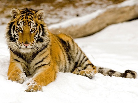 Tiger - snow, winter, bengal, animal, wallpaper, tiger