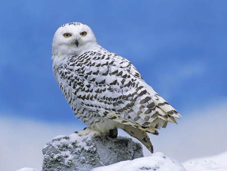 Snow Owl - wallpaper, animal birds, polar, owl, bird