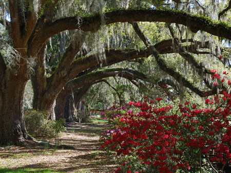 trees and roses - arch, branches, trees, roses, path