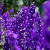 Nice purple flowers