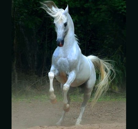 Handsome beauty - galloping, horse, black background, stallion