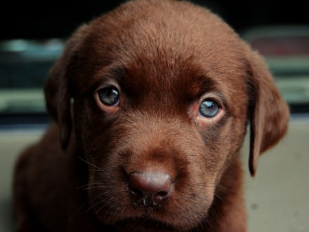 Cute labrador