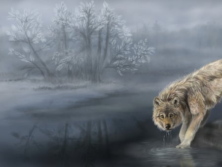 Wolf in mist