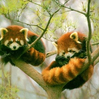 Red panda bears on tree