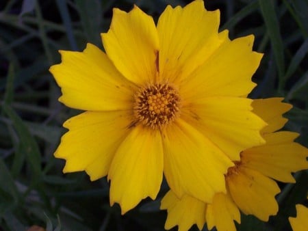 yellow - bad, yellow, cool, flower