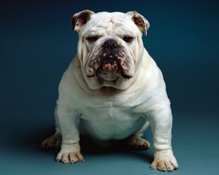 Bull dog * For Monarch (Cherie) - dog, pet, bull dog, animal