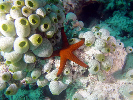 Under the Ocean - marine, beauty, starfish, coral, sea, underwater