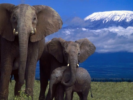 Family love - love, elephant, mountain, family, africa