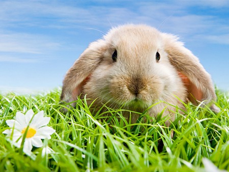 Rabbit - easter, rabit, grass, flower, bunny, sweet