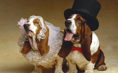 Happy Wedding Anniversary Dog Lovers Wallpapers And Images