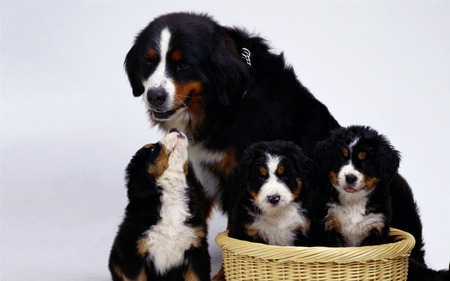 Mom and us, her sons - love, puppy, dog, family, basket, mom