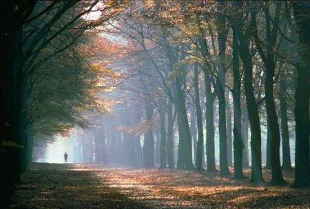 Run in Fog - sports, pc, panorama, colorful, other, wood, amazing, cool, trail, dark, paysage, trunks, branches, cena, landscape, multi-coloured, smoky, computer, wallpaper, run, maroon, nature, beautiful, seasons, leaves, beauty, nice, sky, autumn, trees, image, leaf, brightness, black, foggy, path, runner, brown, multicolor, clouds, orange, green, desktop, fullscreen, morning, paisagem, background, forests, shadows, paisage, tunnel, bright, blue, cenario, grove, fog, splendor, awesome, colors, natural