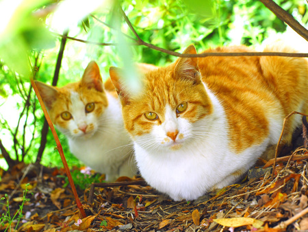 Mom and me - sweet, cat, animal, kitten