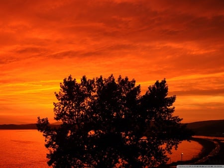 Fire sunset - sky, tree, nature, sunset