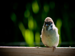 bird on the wire