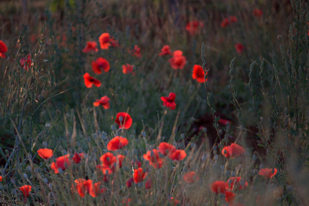 Sign of summer - simply, poppies, summer, landscape, grass, flowers, red, field, color, sign, tenderness, beautiful, sesons, beauty, popular, colorful, nature, background