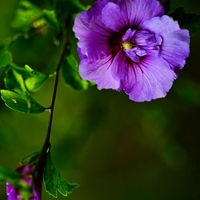 PURPLE FLOWER