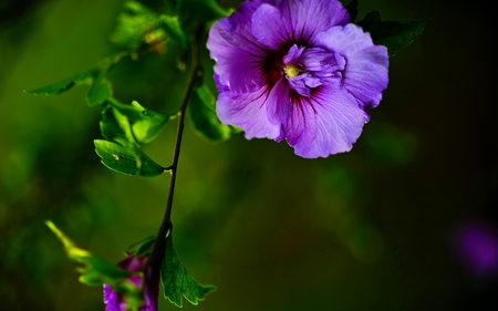 PURPLE FLOWER