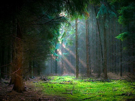 The little patch - forest, dark, trees, sun rays, green, grass