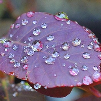 jewels on a leaf