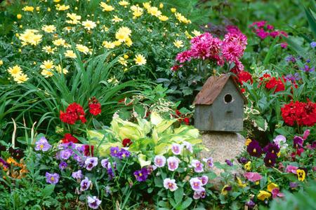 sweet home - flowers, colourful, small house, colour