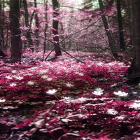 forest pink in nature