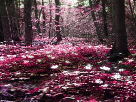 forest pink in nature - trees, pink, flowers, plants, flower