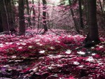 forest pink in nature