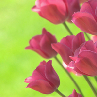 Beautiful pink tulips