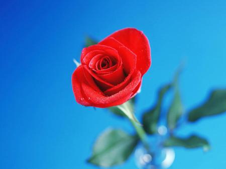 Water-drops-on-rose - nature, sky, red, water, drop, rose, flower