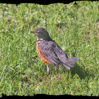 Baby Robin 3 Days Older