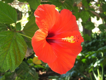 Fleur rouge - flore, rouge, nature, fleur