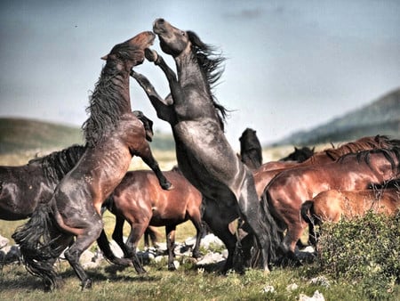 Wild Stallions Fighting - Horses F1 - wildlife, horses, photography, equine, photo, mares, herd