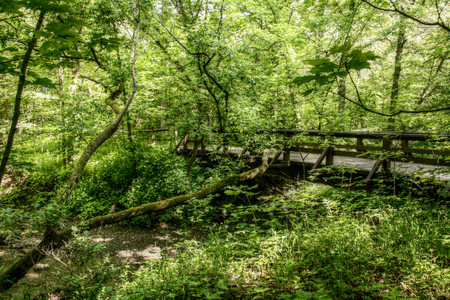 Bridge - nature, rivers, bridge, forests