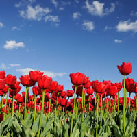 Red tulips