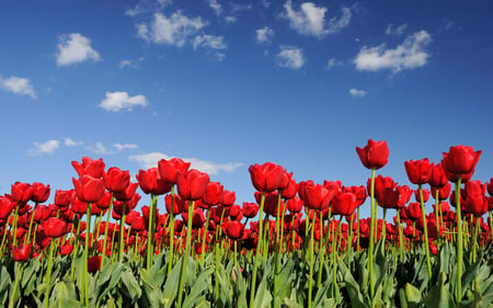 Red tulips - nature, tulips, flowers, red