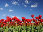 Red tulips