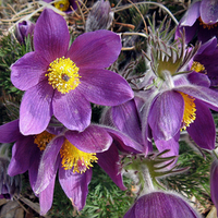 Purple flowers